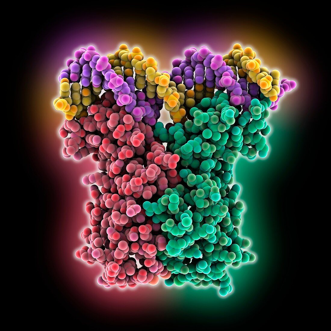 Regulator LuxR complexed with DNA, molecular model