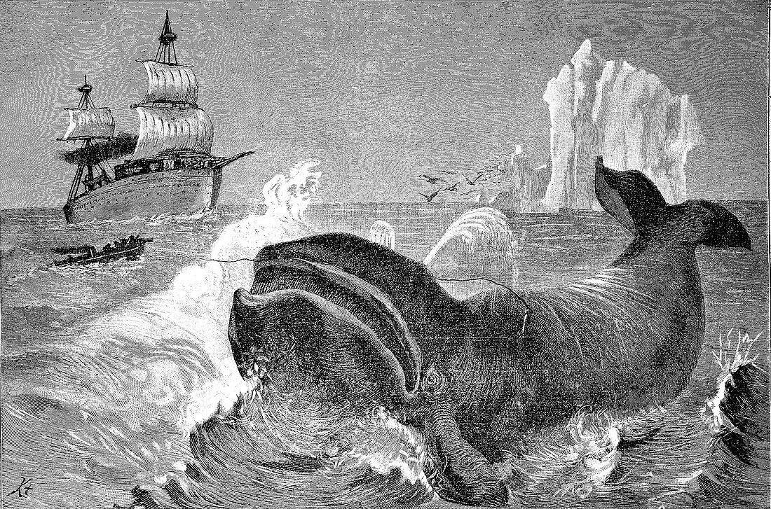Whale hunting in the Arctic Ocean, 19th century illustration