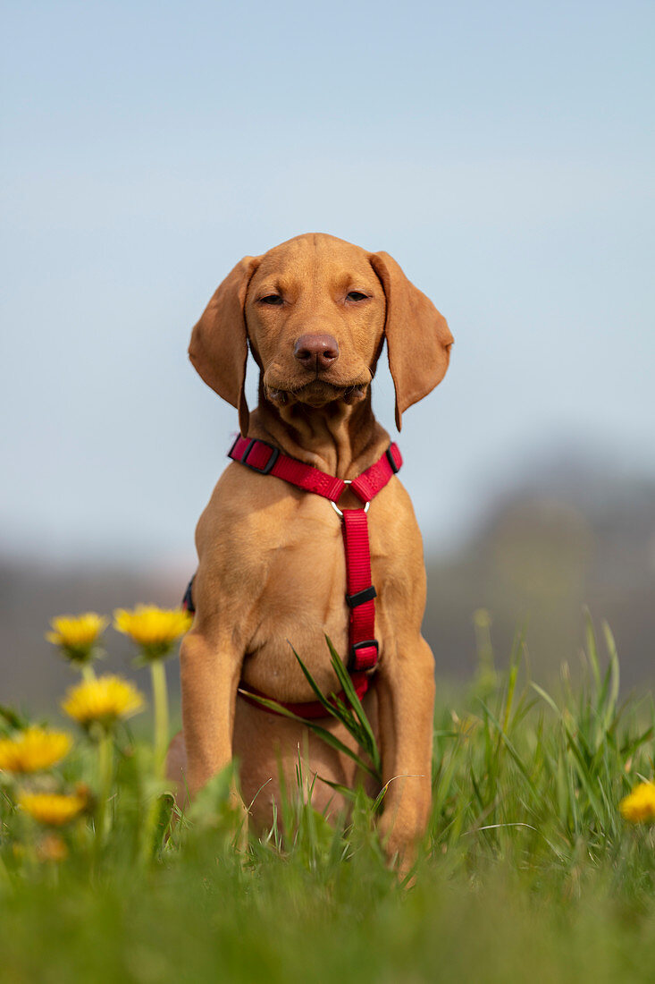Vizsla puppy sitting in a field