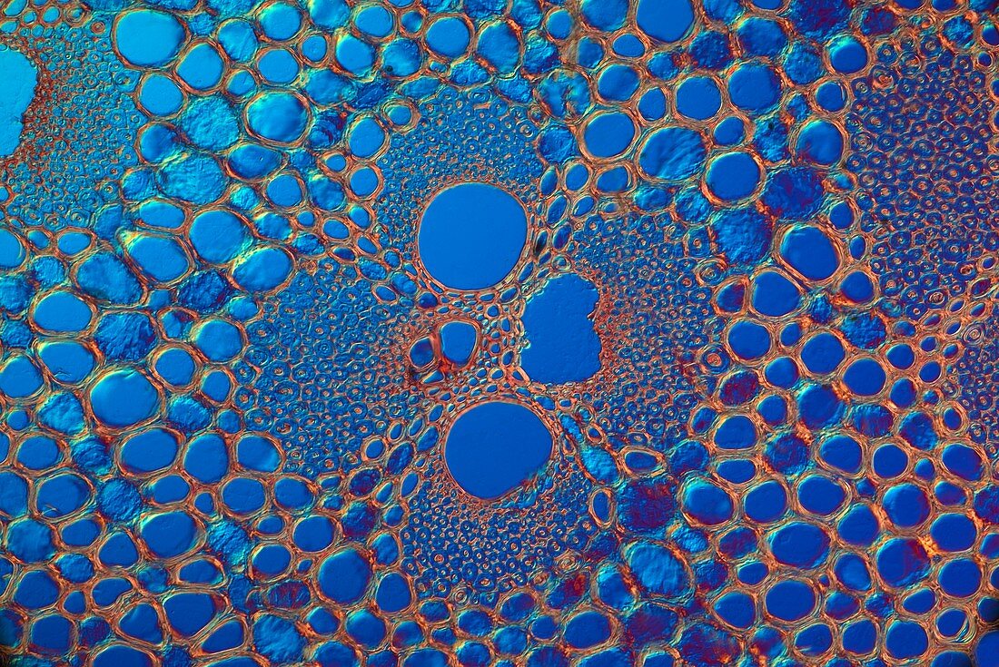 Thin section of bamboo, light micrograph