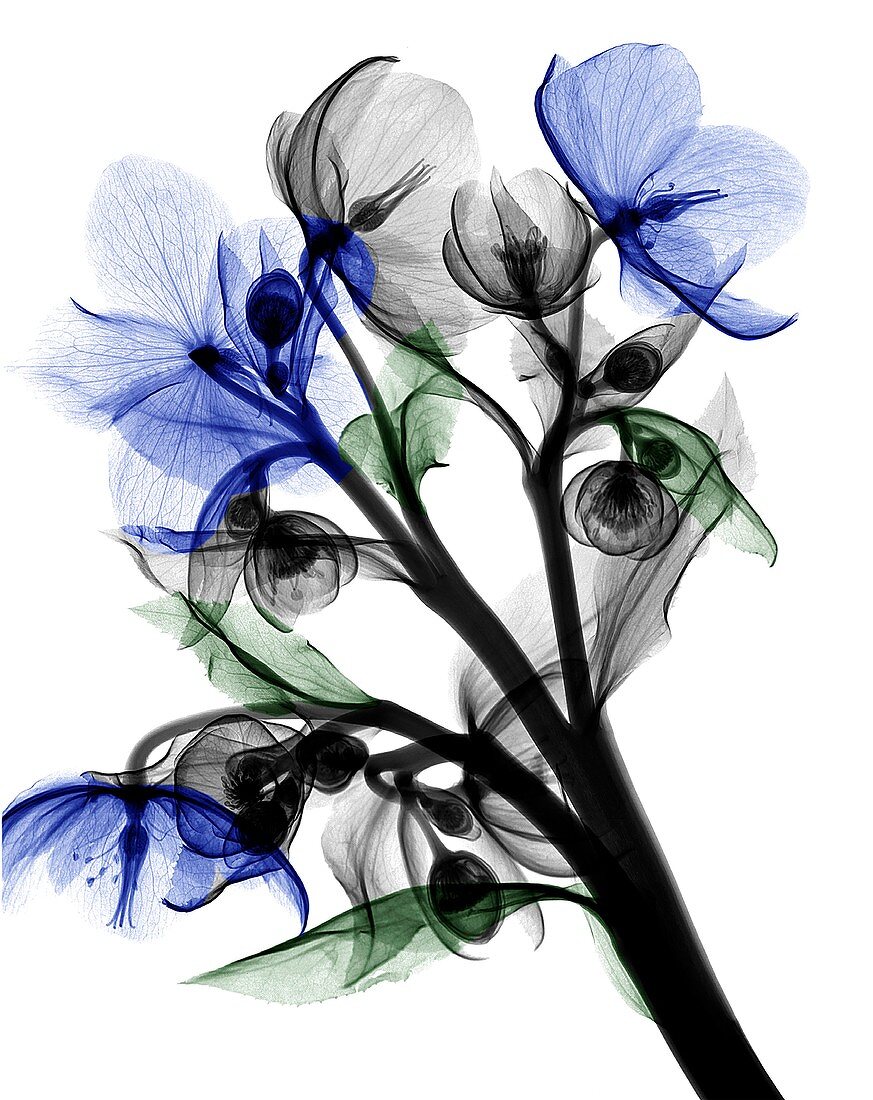 Hellebore (Helleborus niger) flowers, -ray