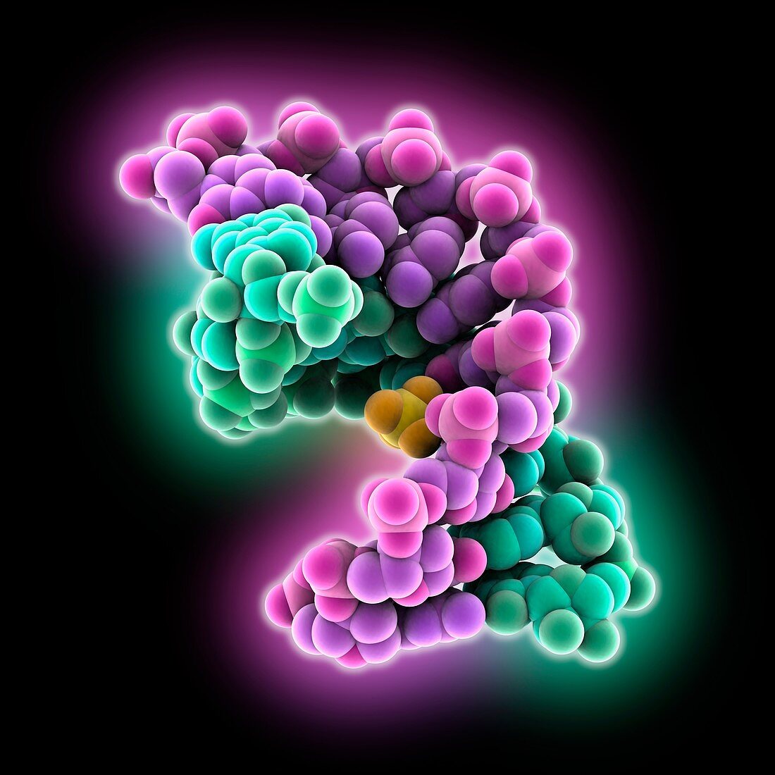 DNA-RNA hybrid, molecular model