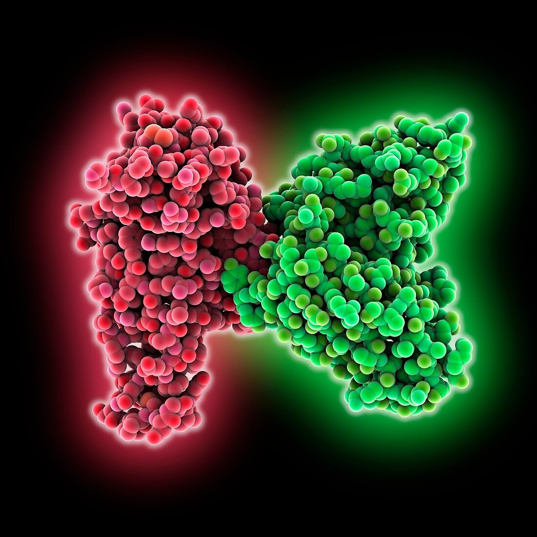 SARS-CoV-2 RBD complexed with antibody scFv, molecular model