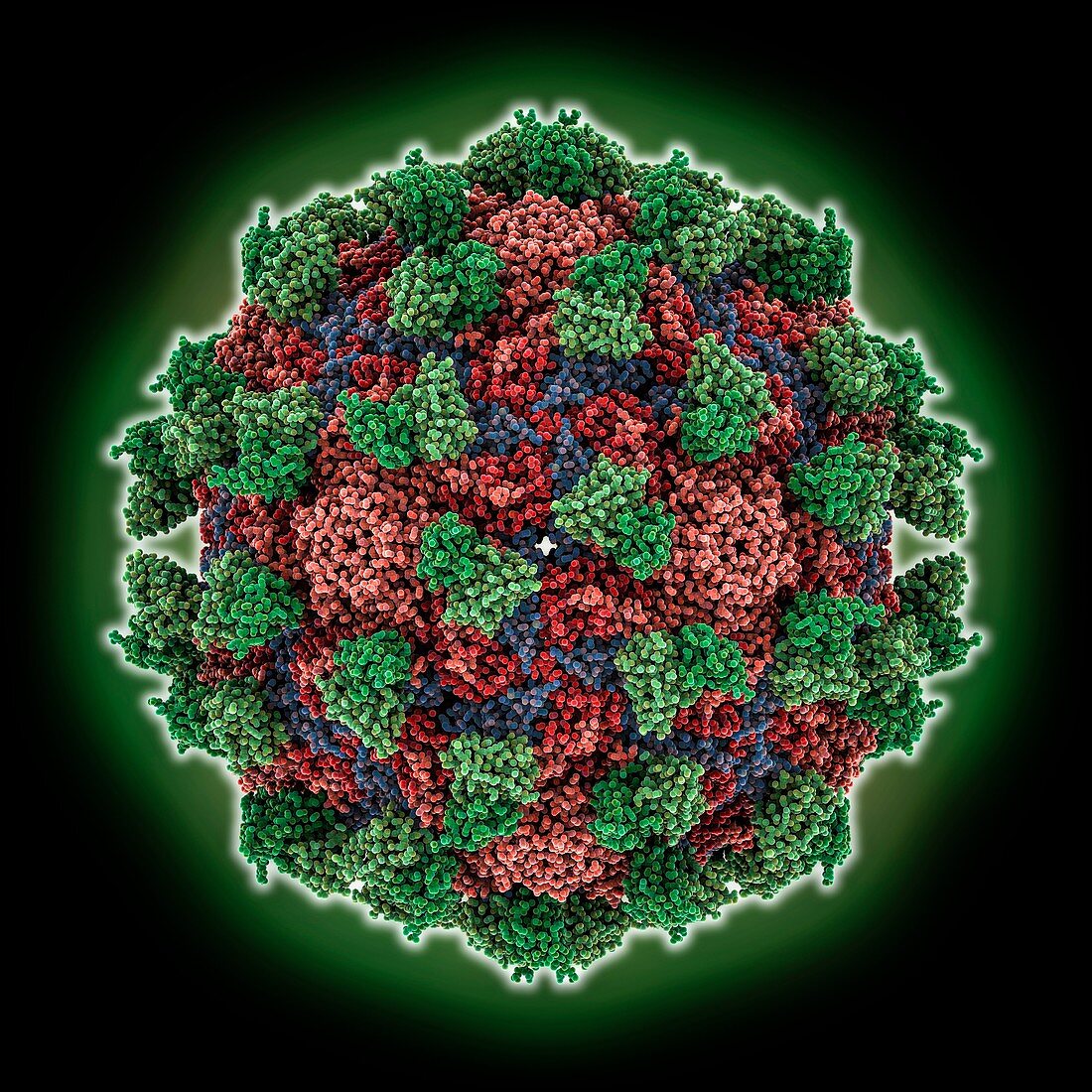Enterovirus capsid complexed with antibody, molecular model