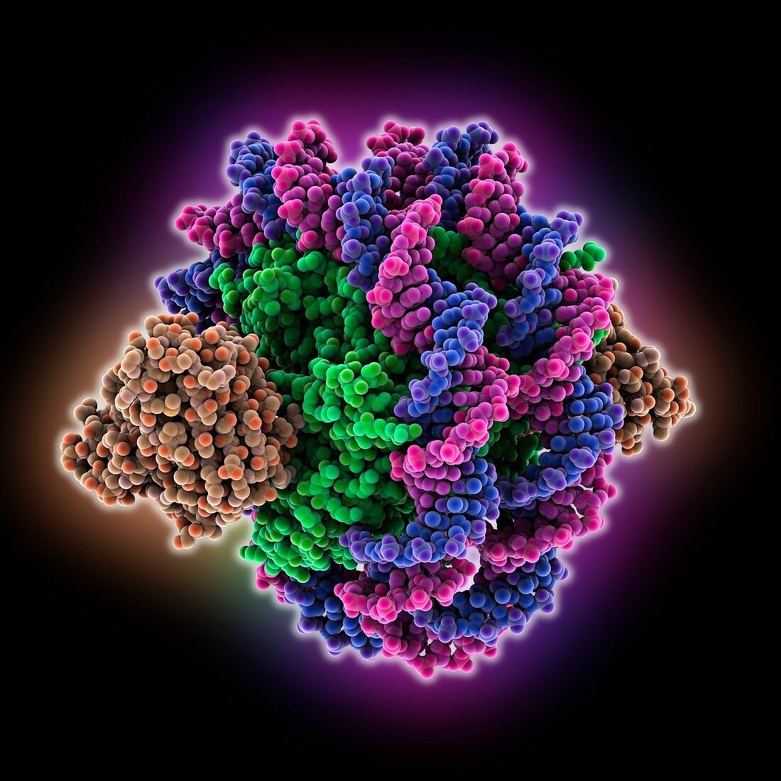 Yeast nucleosome complexed with antibody, molecular model