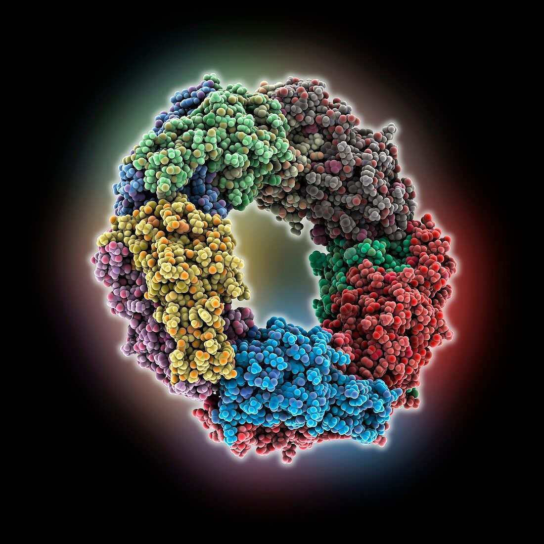 Human peroxiredoxin-2, molecular model