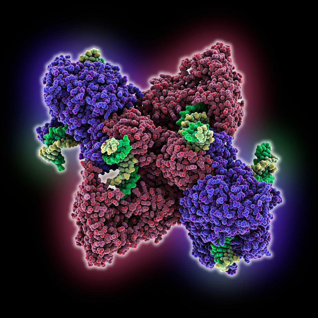 DNA complexed with DNA-methyltransferase DrdV, molecular model