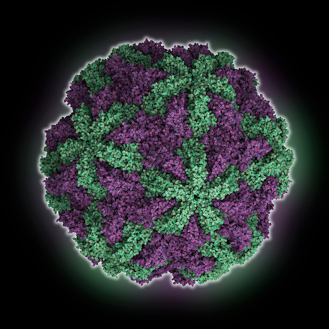 Trichomonas vaginalis virus 2 capsid, molecular model