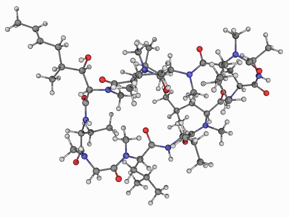 Cyclosporin molecule, molecular model