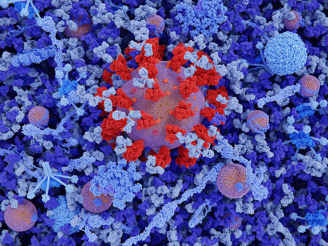 Coronavirus in blood plasma, illustration