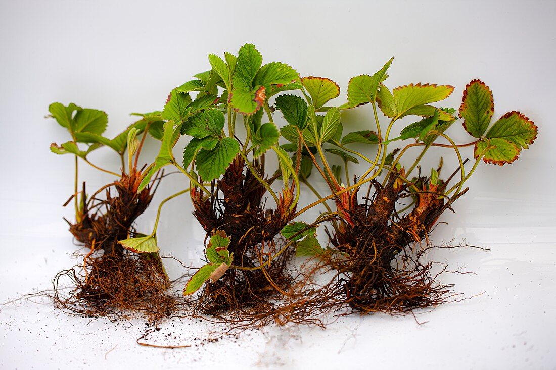 Bare rooted strawberry (Fragaria sp.) plants