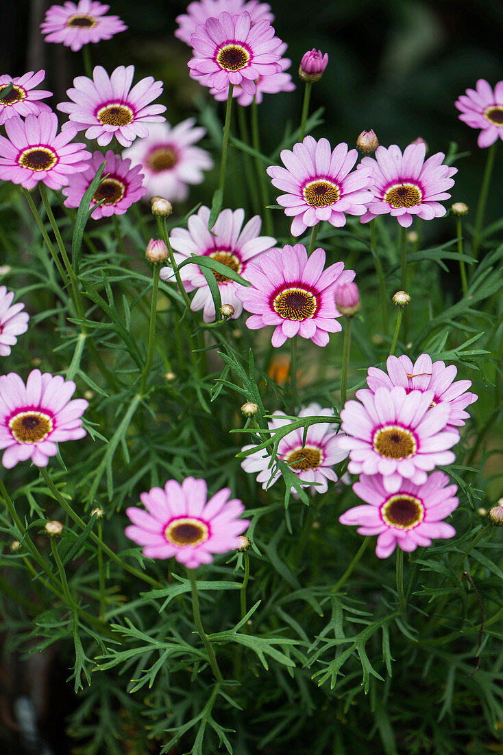 Argyranthemum 'Grandaisy Pink Halo'