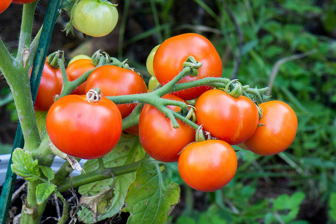 Solanum lycopersicum 'Super Sweet 100'