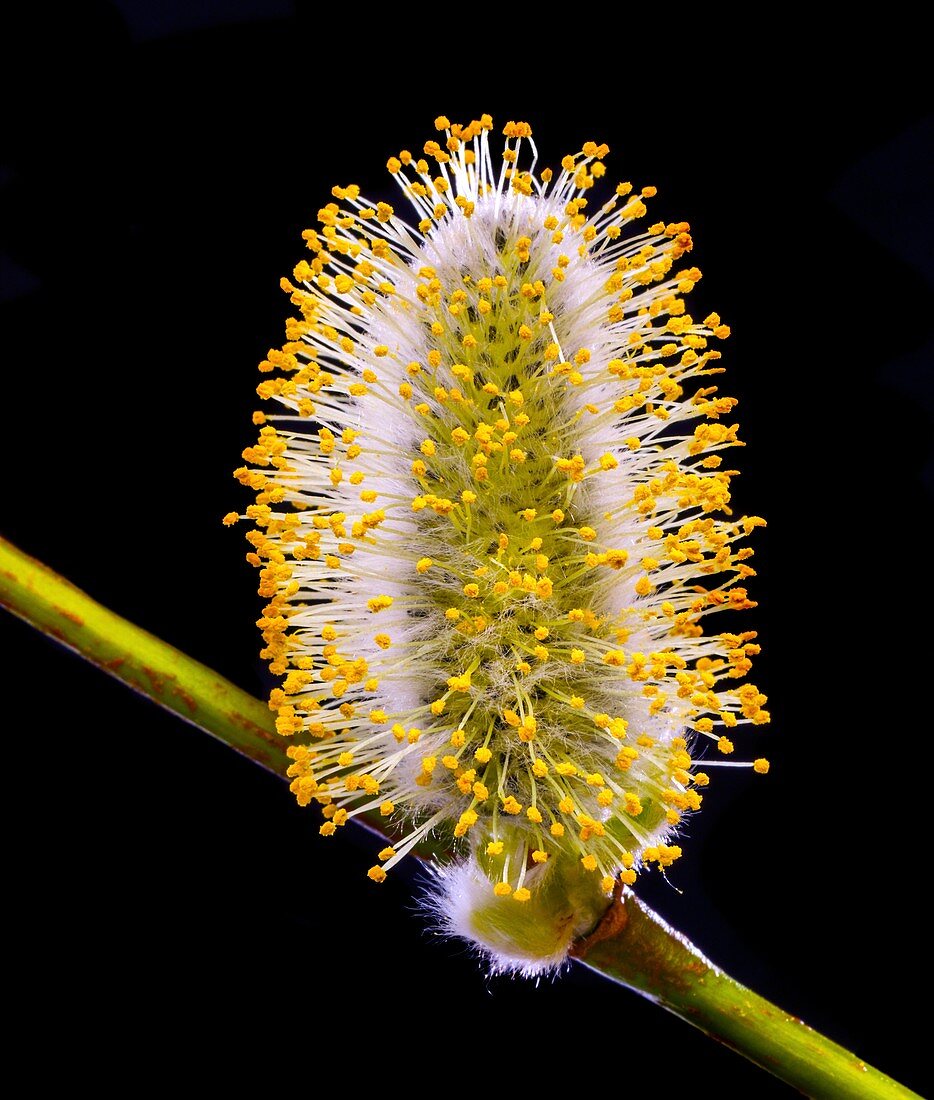 Willow catkin (Salix sp.)