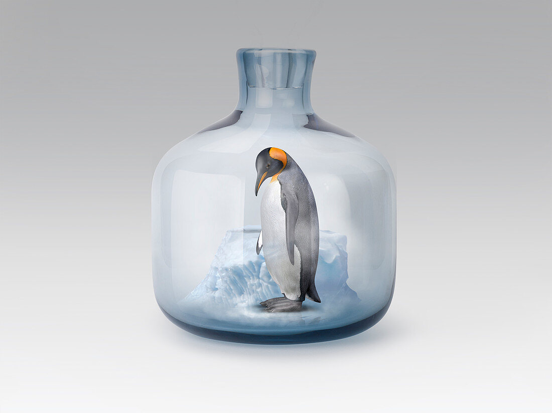 Penguin in jar with melting ice, illustration