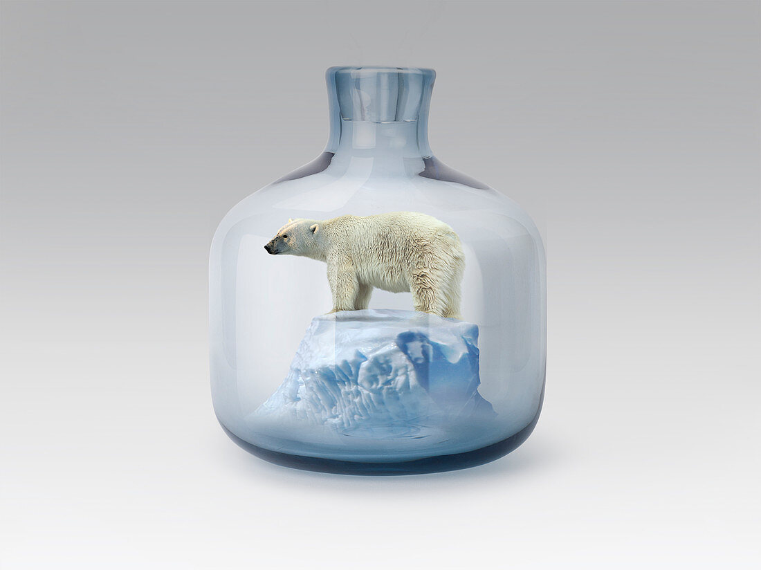Polar bear in jar with melting ice, conceptual illustration