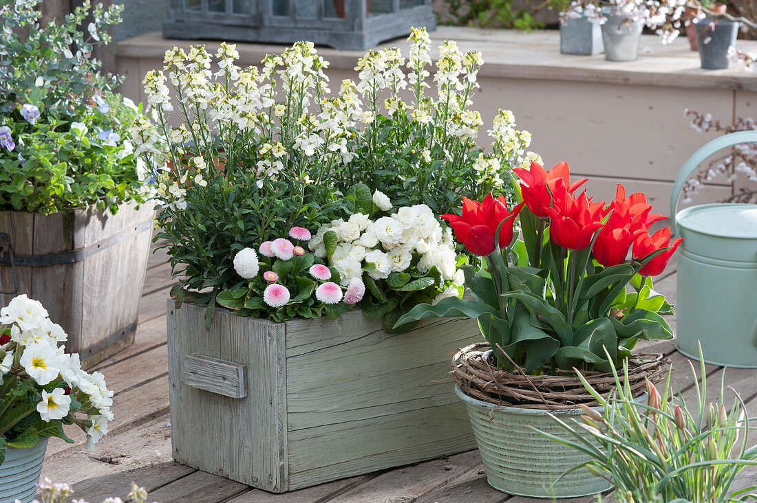 Arrangement with lily-flowered tulip 'Pieter de Leur', wallflower Rysi 'Moon Improved', Primel Belarina 'Snow' and Tausendschon Rose Tasso 'Strawberry & Cream'