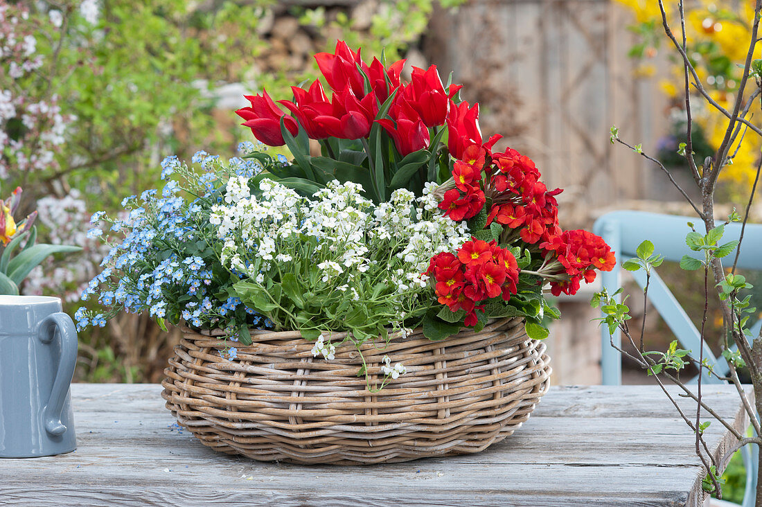 A spring bouquet basket with lily flowered tulip 'Pieter de Leur', rockcress, forget-me-not 'Myomark' and primrose 'Rosa-Kirsch'