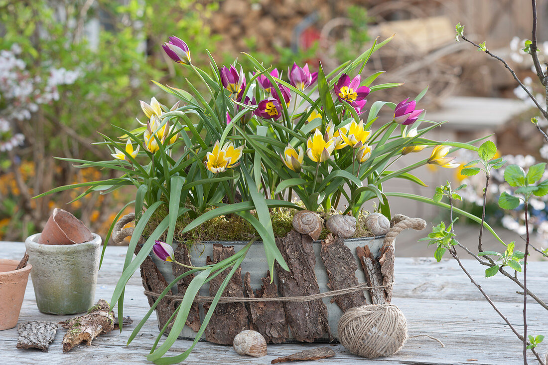 Jardiniere decorated with moss, bark and snail shells is being used as a planter with wild tulips: dwarf tulip 'Persian Pearl' and star tulip