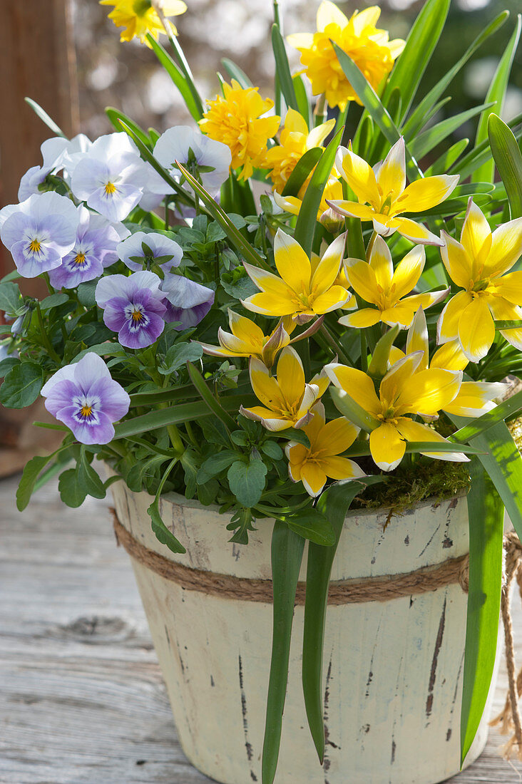 Star tulips, horned violets, and double daffodil 'Tete Boucle' in wooden tubs