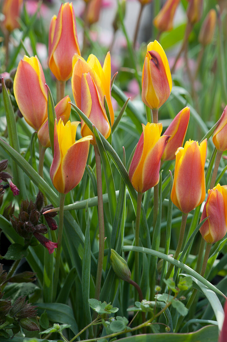 Wild tulip 'Tinka' in a flower bed