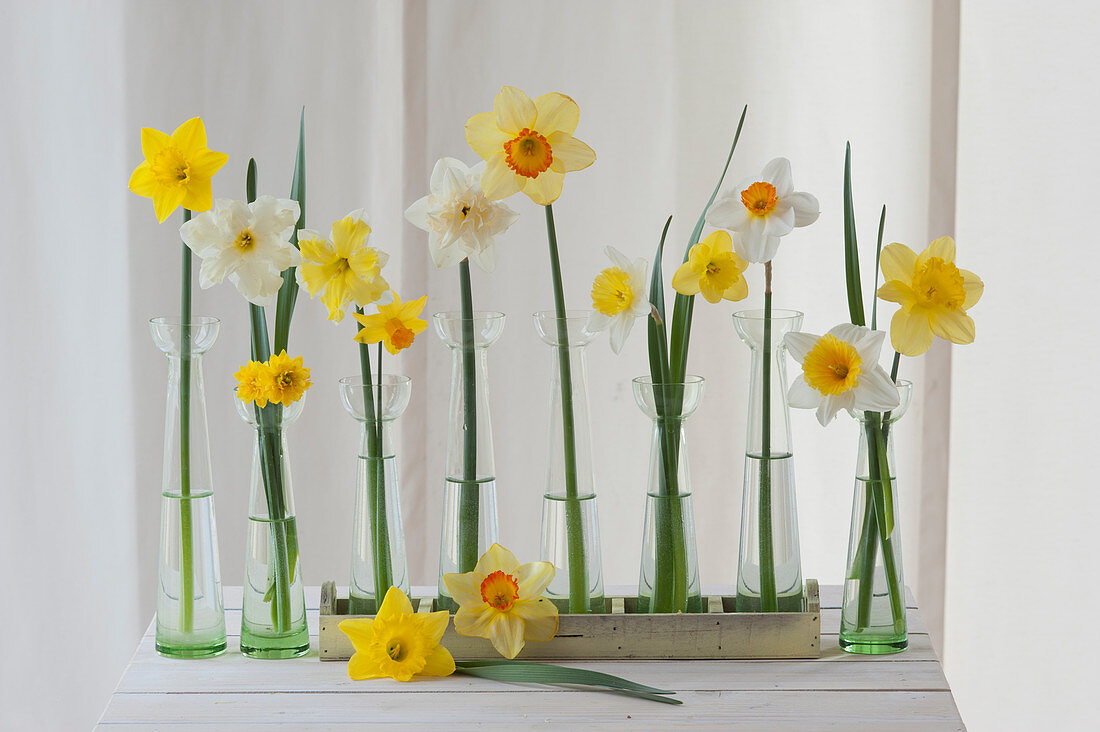 Different varieties of Daffodil flowers in jars: 'Tete a Tete', 'Split Corona Cassata', 'Tete Boucle', 'Jetfire', 'Ice King', 'Red Devon', 'Ice Follies', 'Standard Value', 'Barrett Browning', 'Goblet' and 'Carlton'