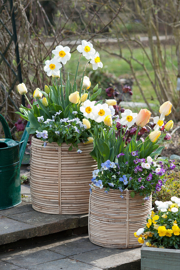 Large baskets with arrangments of daffodils 'Barrett Browning', tulips, and horned violets