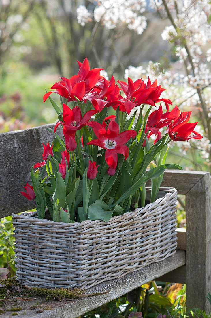 Lily flowered tulip 'Pieter de Leur' in a basket planter