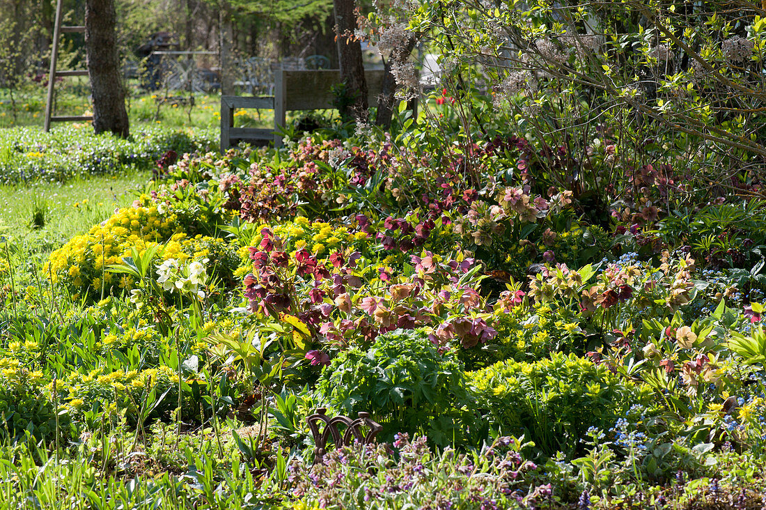 Spring flower bed with spring roses and milkweed