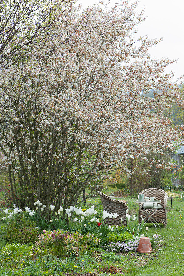 Shadbush with white tulips and Lenten Rose, small seating area with wicker armchairs, and a table