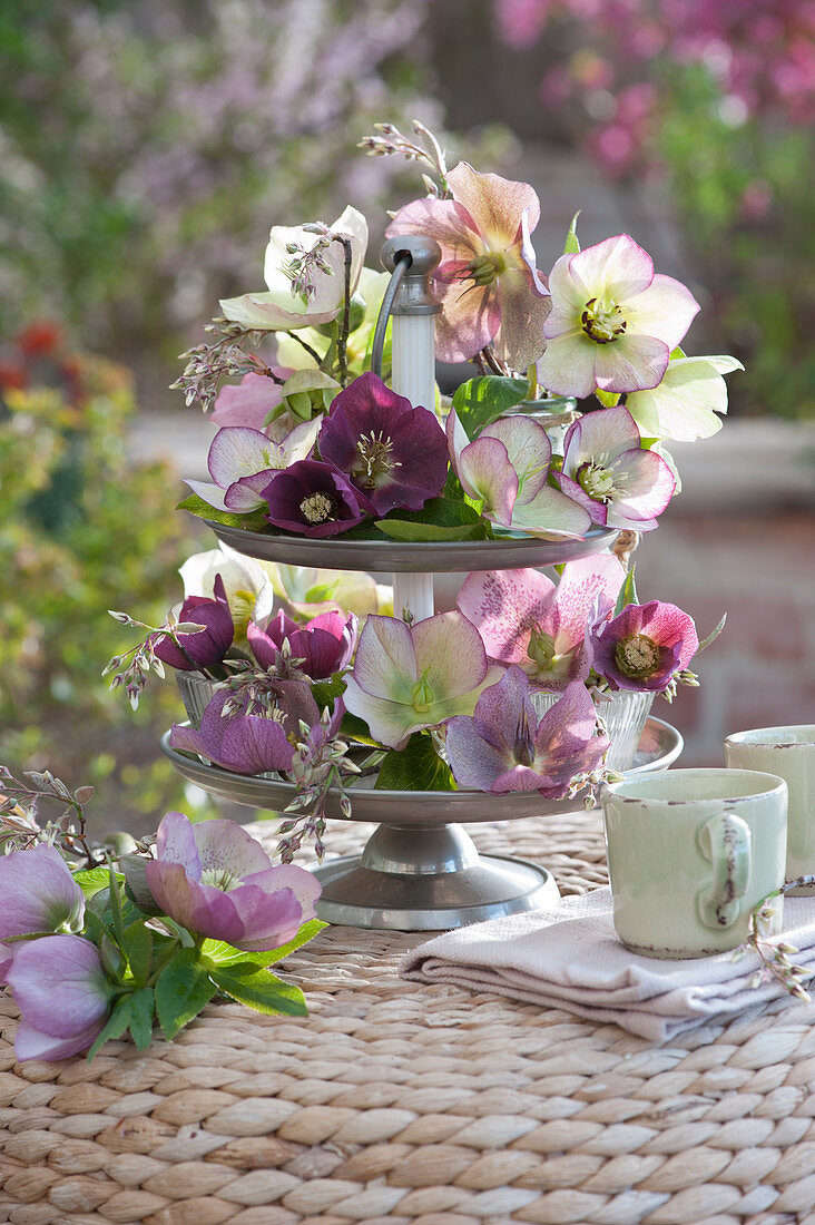Etagere with blossoms of Lenten roses and buds of the shadbush