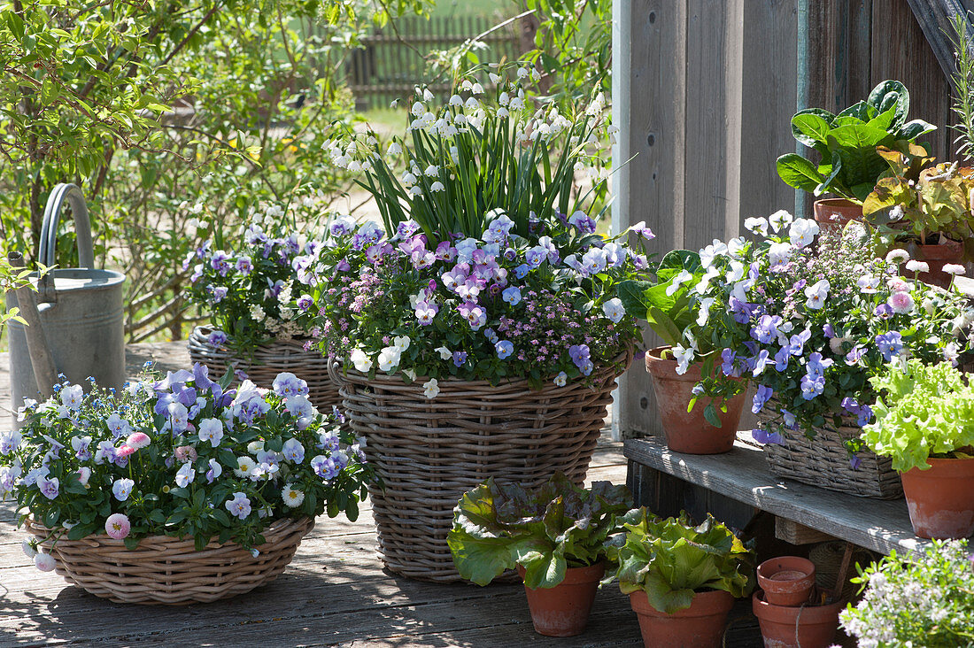 Spring terrace with horned violets, forget-me-nots, Märzenbecher and tales in baskets, various salads in clay pots