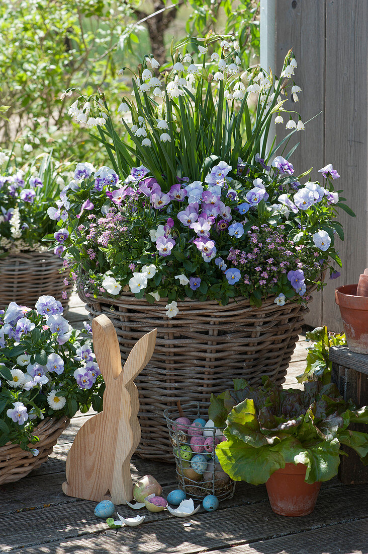 Easter terrace with horned violets, forget-me-nots, spring snowflakes and Tausendschön roses in baskets, lettuce in a clay pot, wooden Easter bunny, and Easter eggs
