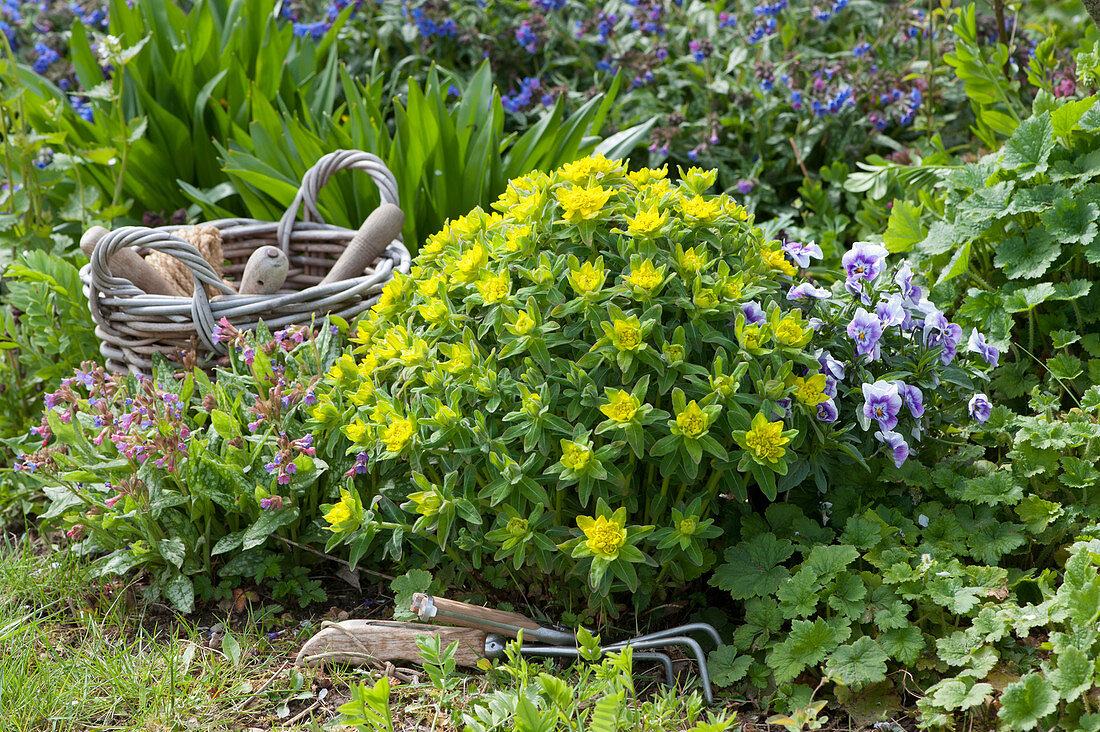 Spring flower bed with blooming milkweed, lungwort, and horned violets, basket with hand garden tools
