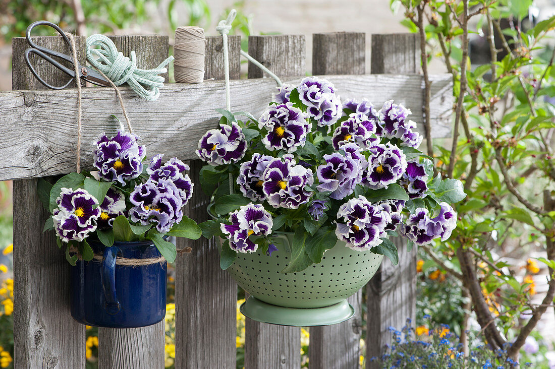 Viola Ruffles 'Purple White Rim' in a kitchen colander and a mug hung on a fence