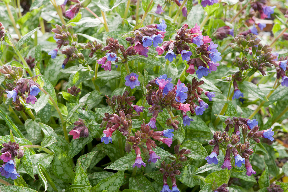 Lungwort 'Fontana di Trevi' with blue, purple, and pink flowers