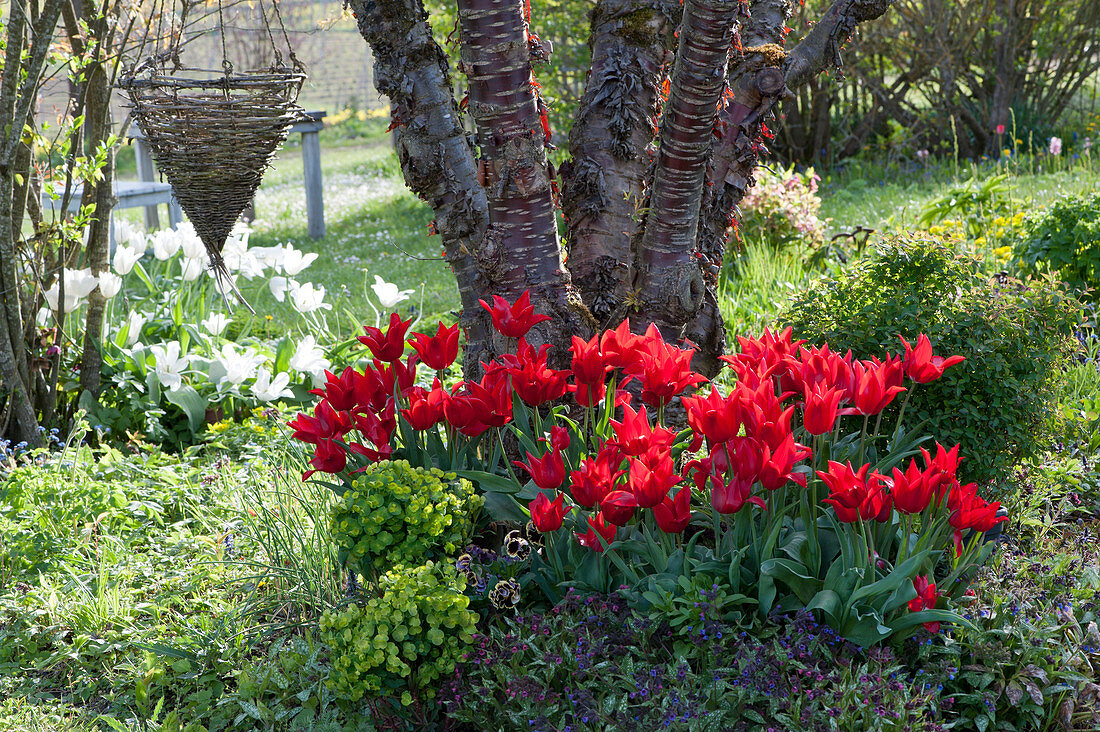 Lilienblütige Tulpen 'Pieter de Leur', Lungenkraut 'Fontana di Trevi', Wolfsmilch und Stiefmütterchen Ruffles 'Dark Heart' unter Mahagonikirsche