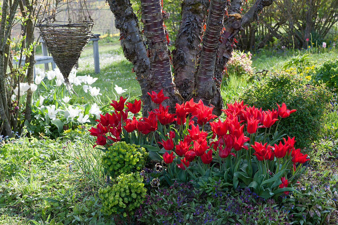 Lily-flowered tulips 'Pieter de Leur', lungwort 'Fontana di Trevi', milkweed, and Viola Ruffles 'Dark Heart' under mahogany cherry Tree