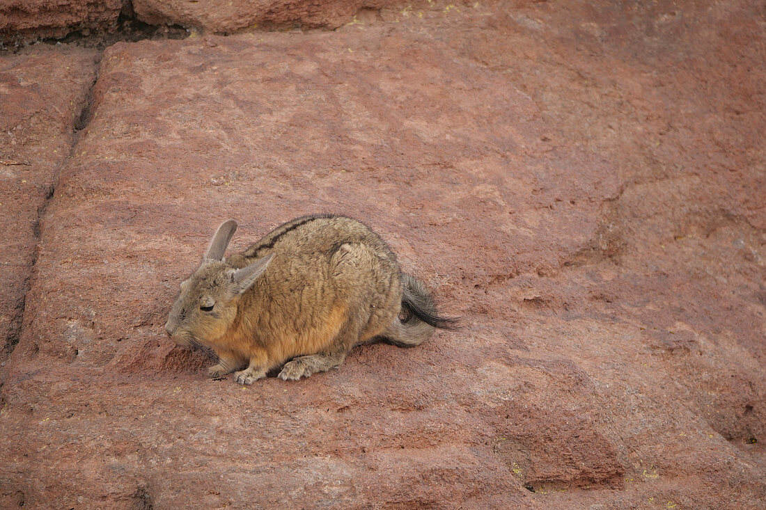 Southern viscacha, Siloli Desert, Bolivia