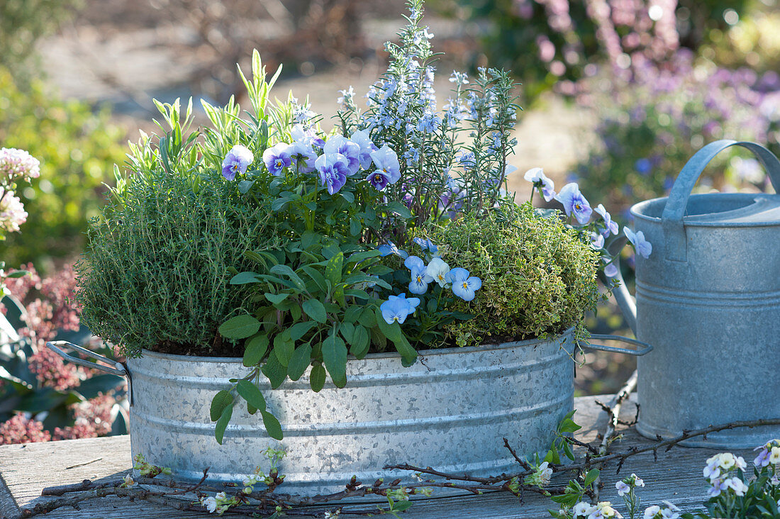 Zinc tub with flowering rosemary, thyme, sage, horned violet and lemon thyme
