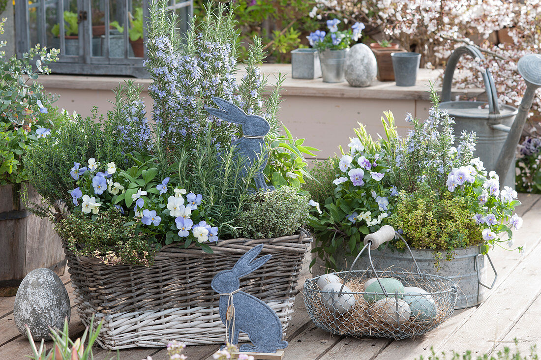 Blossoming rosemary, horned violet, lemon thyme, thyme, sage, and honeydew melon sage in basket box and zinc tub, Easter bunny and basket with Easter eggs