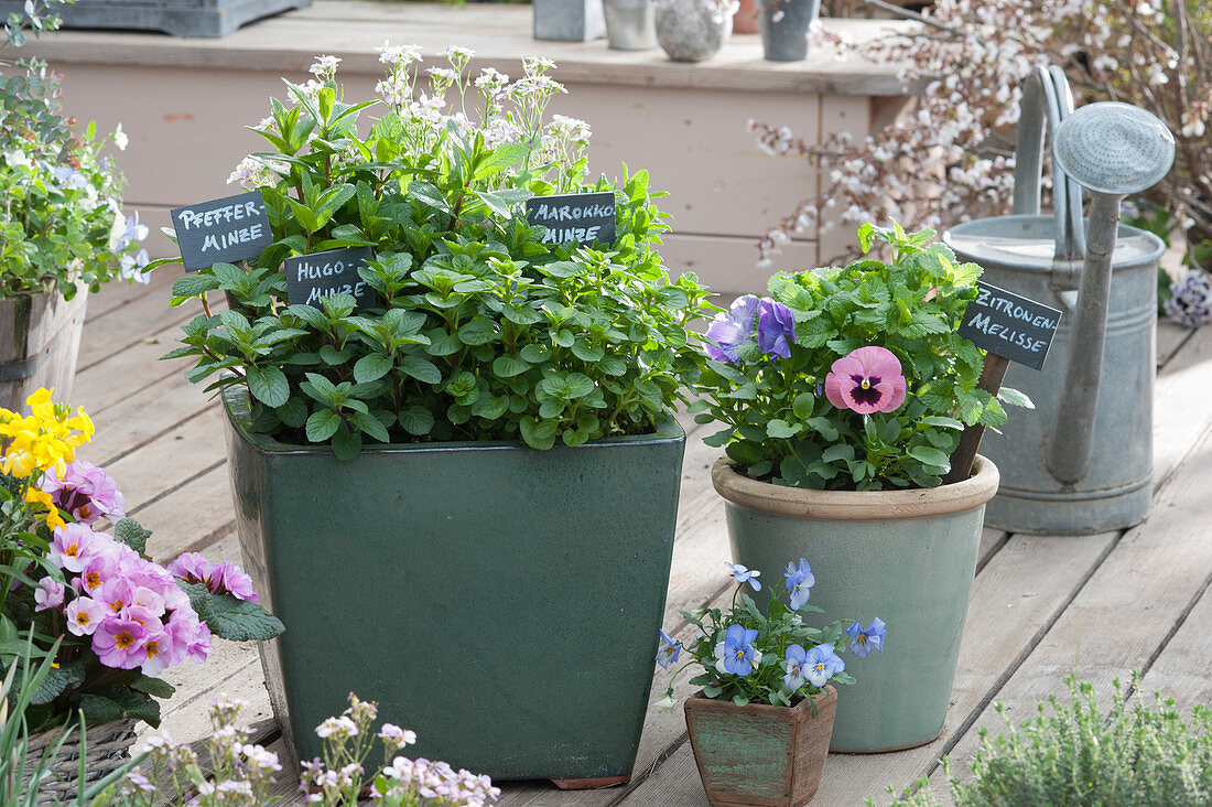 Large planter with different types of mint with labels and rockcress, pansy and lemon balm in a planter with a garden label stake, horned violets in a small pot