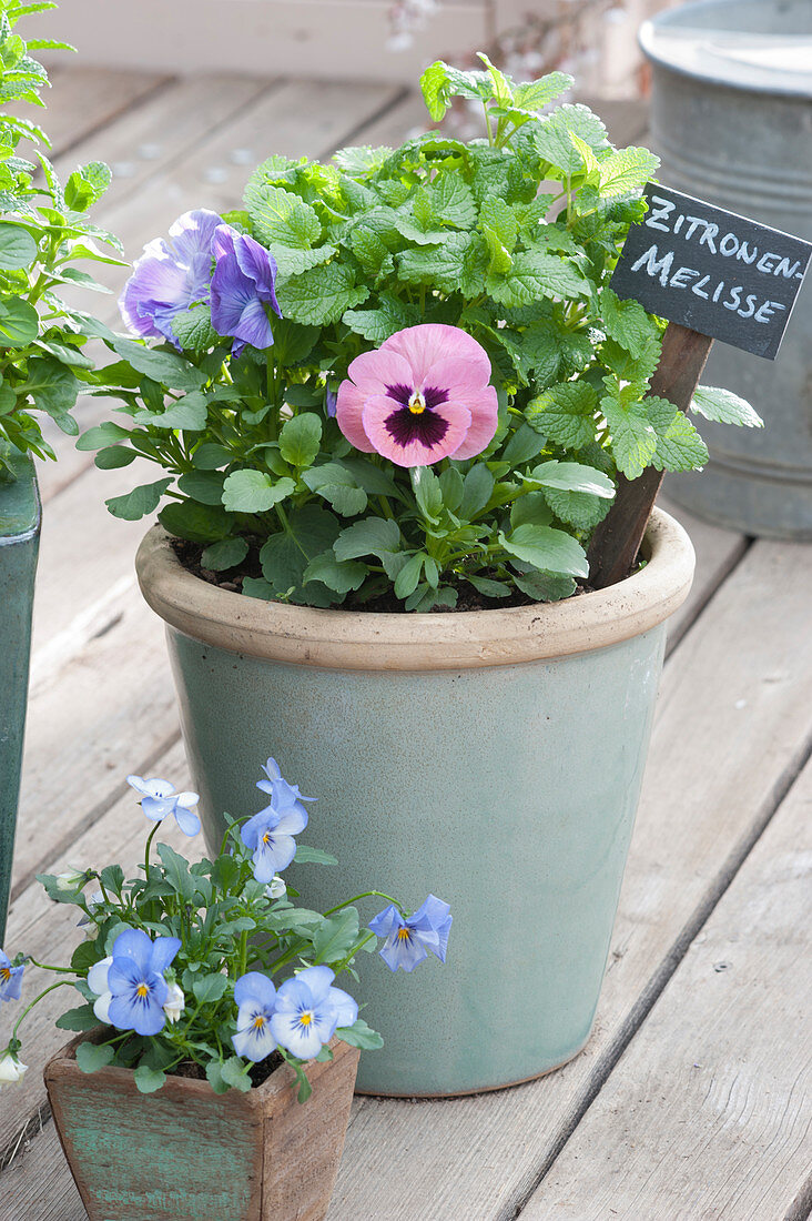 Pansies and lemon balm in a planter with a garden stake label, horned violets in a small pot