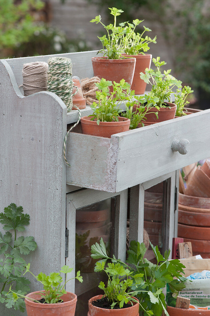 Parsley seedlings planted in clay pots