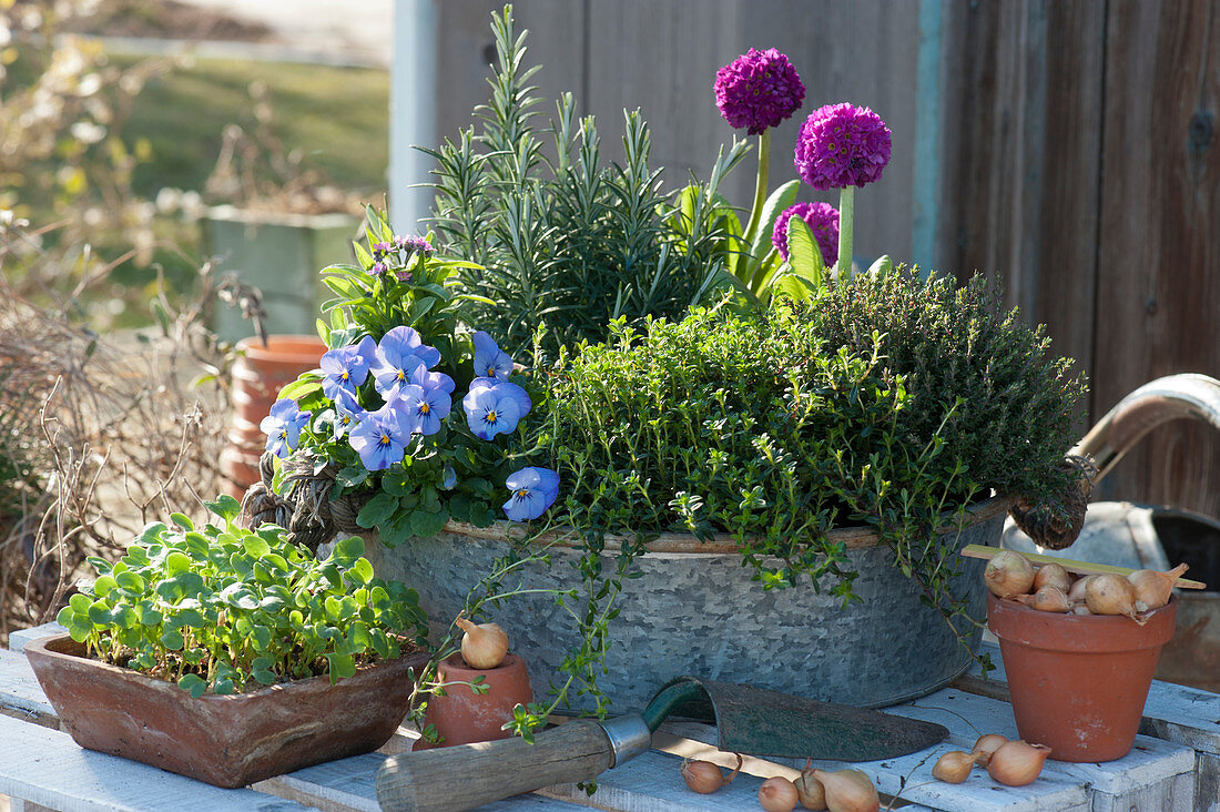 Planters with Drumstick primroses, horned violets, thyme, savory, rosemary, and forget-me-nots, clay pot with onions, bowl with radish seedlings