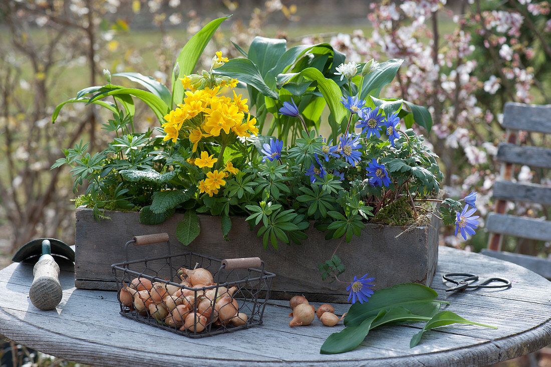 Wooden box with tall primroses, Balkan anemone, wild garlic, and woodruff, basket with onions