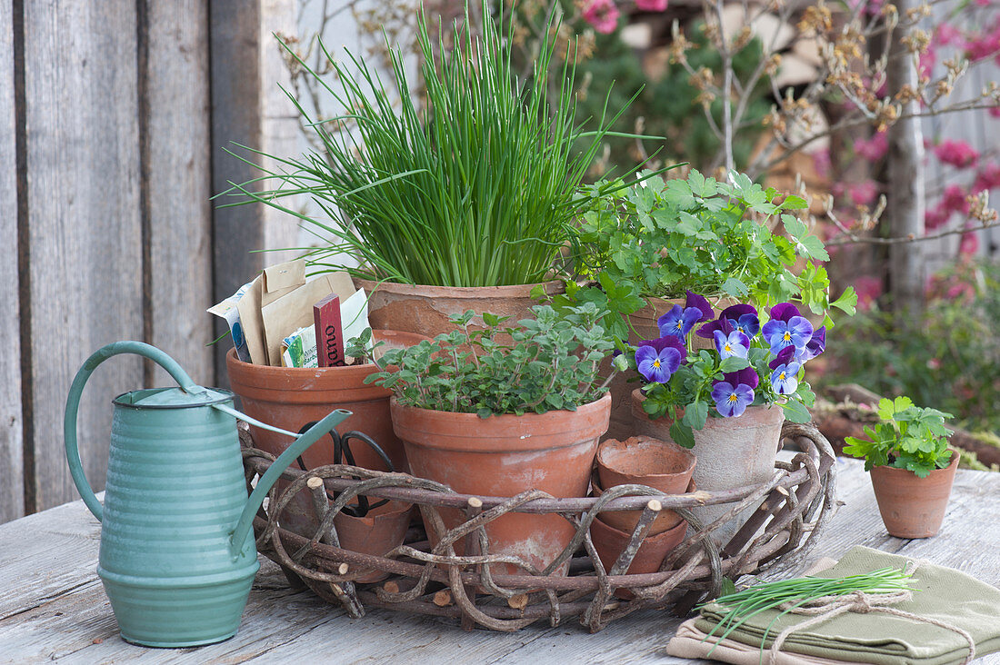 Clay pots with chives, oregano, horned violets and parsley in a wicker tray