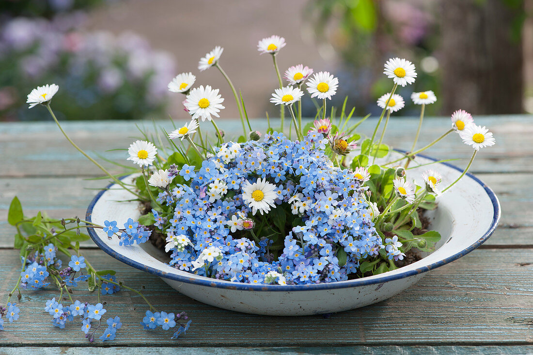 A small wreath of forget-me-nots on a plate with daisies