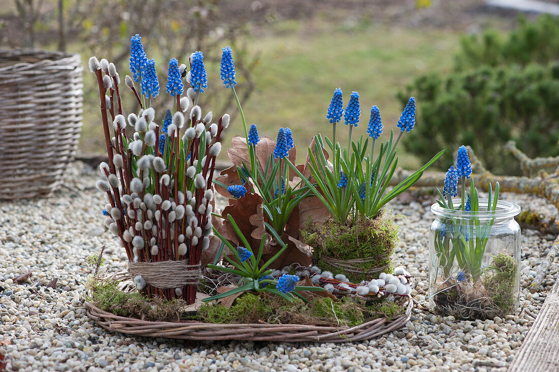 Grape hyacinths covered with pussy willows, moss, and large oak leaves on a wicker tray and without soil in the mason jar