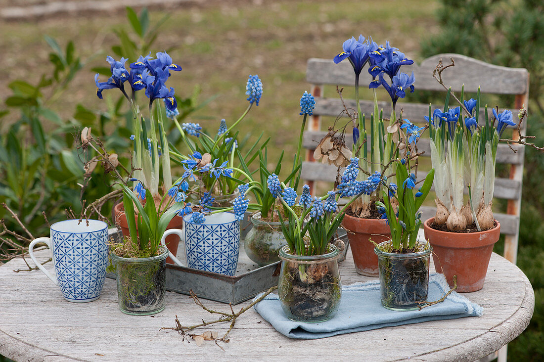 Blaues Topf-Arrangement mit Netziris, Traubenhyazinthen und Blausternchen